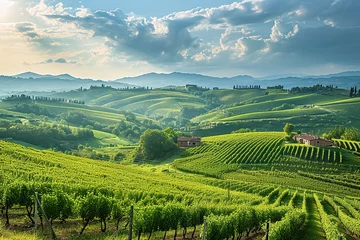 Crédence de cuisine en verre imprimé Vignoble A panoramic view of a beautiful wine region with rolling hills and vineyards