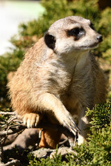 Surykatki z Zoo Warszawa © Pit75Wawa