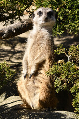 Surykatki z Zoo Warszawa © Pit75Wawa