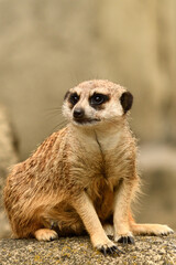 Surykatki z Zoo Warszawa © Pit75Wawa