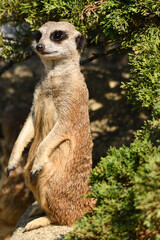 Surykatki z Zoo Warszawa © Pit75Wawa