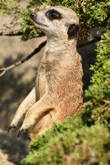 Surykatki z Zoo Warszawa © Pit75Wawa