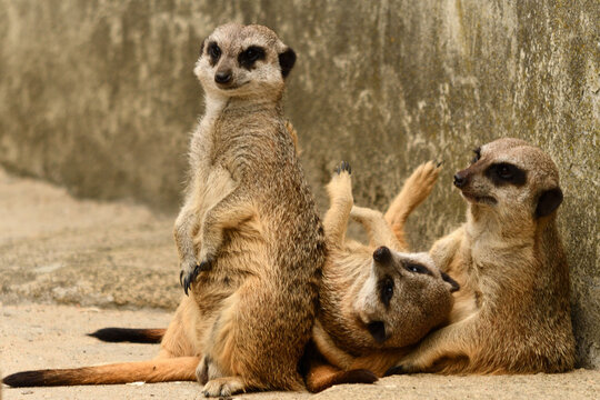 Surykatki z Zoo Warszawa