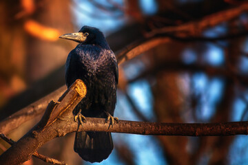 Ptak Gawron siedzi na gałęzi w parku o wschodzie słońca