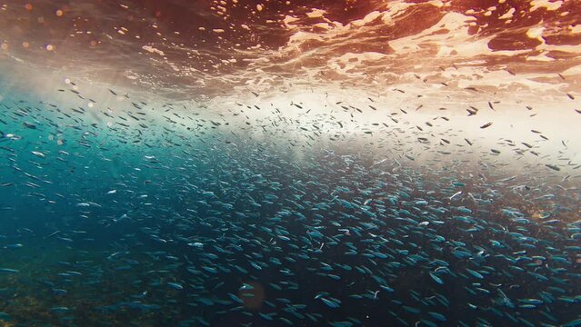 School of fish swim underwater near the rocks
