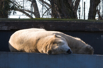 Śpiący niedźwiedź polarny w Zoo Warszawa - obrazy, fototapety, plakaty