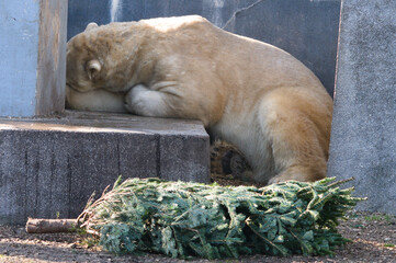 Śpiący niedźwiedź polarny w Zoo Warszawa - obrazy, fototapety, plakaty