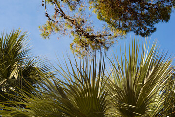 Palm and Pine Branches Against the Sky. Natural Sunlignt.