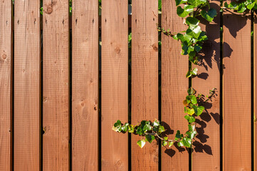 Ivy on wood fence.  Reversed L frame