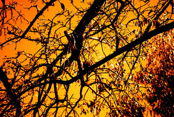 Tree texture branchs and sunset sky