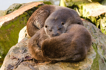 Przytulone śpiące wydry w Zoo Warszawa - obrazy, fototapety, plakaty