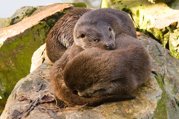Przytulone śpiące wydry w Zoo Warszawa - obrazy, fototapety, plakaty