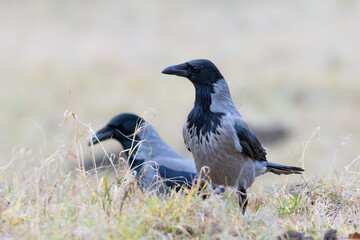 hooded crows in faded field