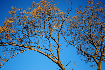 Tree texture branchs and blue sky