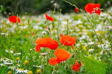 Wild red poppies in amongst meadow of daisies