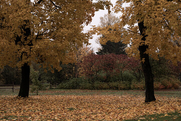 autumn trees in the park