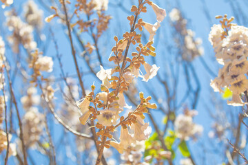 Growing Paulonia Imperial (Paulownia tomentosa)