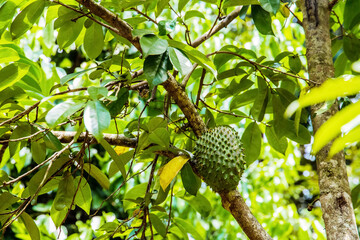 big fresh green guanabana fruit singing tree