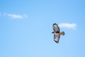 bird of prey