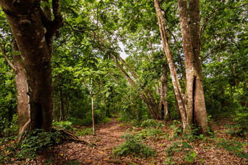narrow path through African rain forest