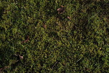 moss on the ground