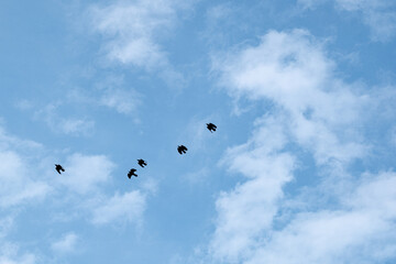 birds in the sky