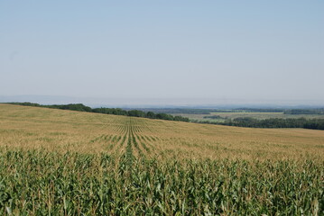 Field with growing corn. Under the summer sun and light blue sky there is a wide green field. In the field, elongated corn fruits grow on thick, long green stems. Plants are planted in even rows.