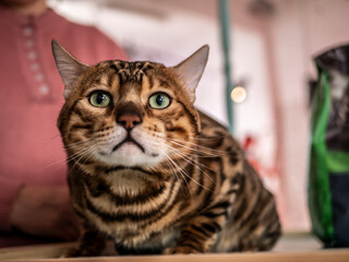 Portrait of a Bengal cat, the cat looks at the camera. close-up
