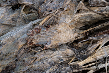 rotten flowers