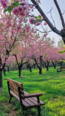 Fototapeta na wymiar the peach blossom season in a park adorned with simple and natural wooden benches, nestled under the blooming peach trees, with lush green grass creating a picturesque setting.