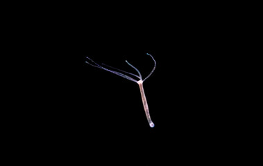 Freshwater hydra. Small aquarium parasite.