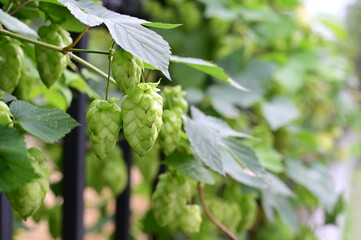 Hops, the female flowers (seed cones, strobiles) of humulus, or hop.