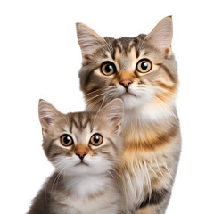 Close up of a cute adult cat and kitten portrait, Isolated on Transparent Background, PNG