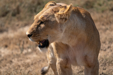femael lion in the savannah - Chobe National Park, Botswana
