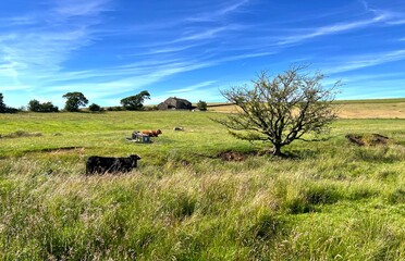 Lancashire rural scene, with cows, wild plants, and farms on the horizon, on a sunny day in, Slaidburn, Lancashire, UK