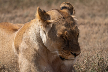 femael lion in the savannah - Chobe National Park, Botswana