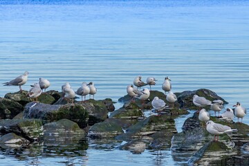 Obraz premium seagulls on the rocks