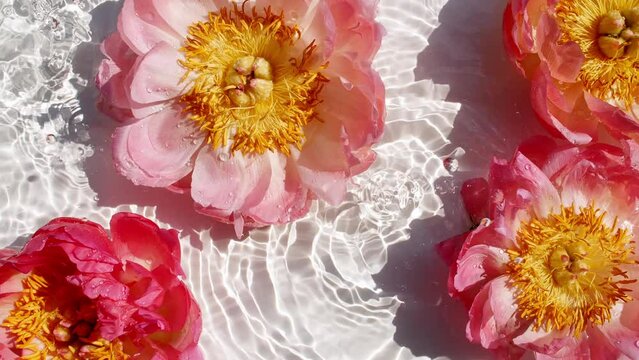 Beautiful Pink Peony Flower on Water Surface and Falling Water Drops, Waves on White Background. Water splash. Pure Water with Reflections Sunlight and Shadows. Valentines day Texture. 4k