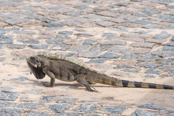 Iguana sunbathing on the cobblestone street. Maragogi, Alagoas, Brazil.