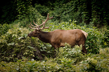 Naklejka na ściany i meble Wild moose eats greenery in the Great Smoky Mountains National Park