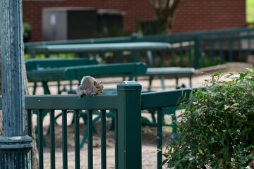 squirrel on a fence 