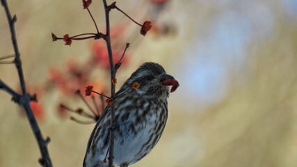 bird on a branch