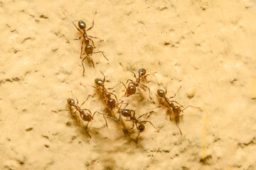 Group of ants on yellow background. Its scientific name is Linepithema humile
