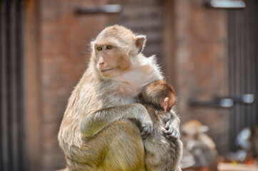 Two macaques (macaca fascicularis). Mother and child in a temple in Thailand