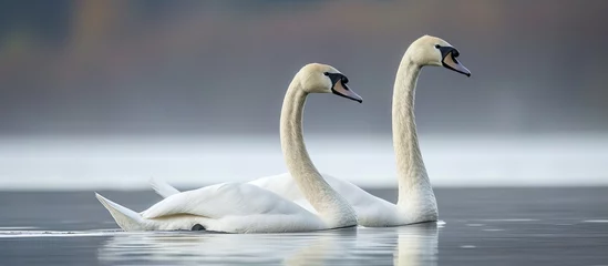 Poster A couple of white swans gracefully swim atop the calm surface of a lake. © AkuAku