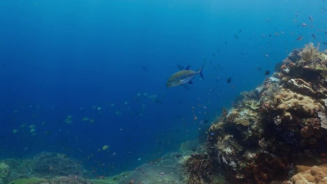 Beautifull Jackfish in the blue - Komodo Archipelago in Indonesia