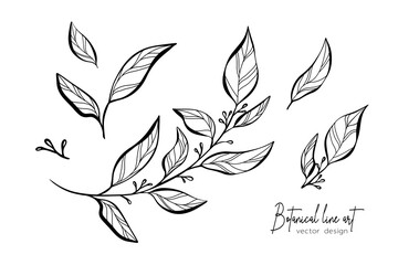 Botanical elegant line art illustration of flower leaves branch for wedding invitation and cards, logo design, web, social media and poster, template, advertisement, beauty and cosmetic industry.