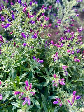 Background the Viborera (Echium plantagineum) is a biannual herbaceous plant, from the Boraginaceae family and origin in Europe.