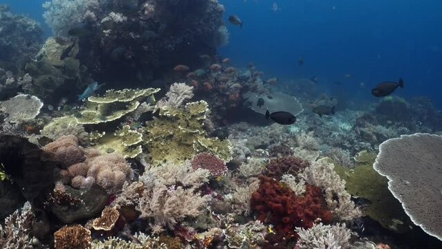 3 Jackfish pass in front of a fabulous Coral Reef full of life - Komodo Archipelago in Indonesia
