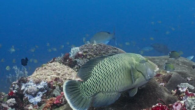 Napoleon Humphead Wrasse - Komodo Archipelago in Indonesia